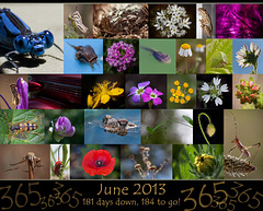 365 Project: June Collage