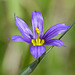 Blue-eyed Grass / Sisyrinchium montanum