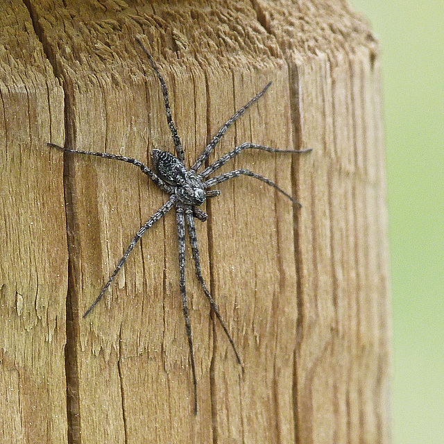 Spider of some kind