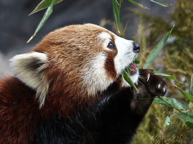 Dining on Bamboo