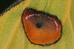 Madagascan moon moth (Argema mittrei) wing detail