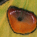 Madagascan moon moth (Argema mittrei) wing detail