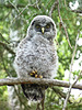 Great Gray Owlet #2