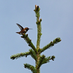Hummingbird seen in the wild