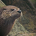 Northern River Otter / Lutra canadensis