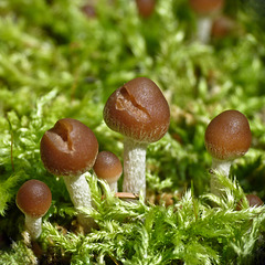 Little fungi family