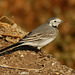 20070305-0296 White wagtail