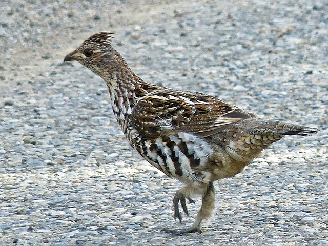Why did the Ruffed Grouse cross the road?