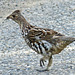 Why did the Ruffed Grouse cross the road?