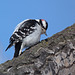 Downy Woodpecker / Picoides pubescens