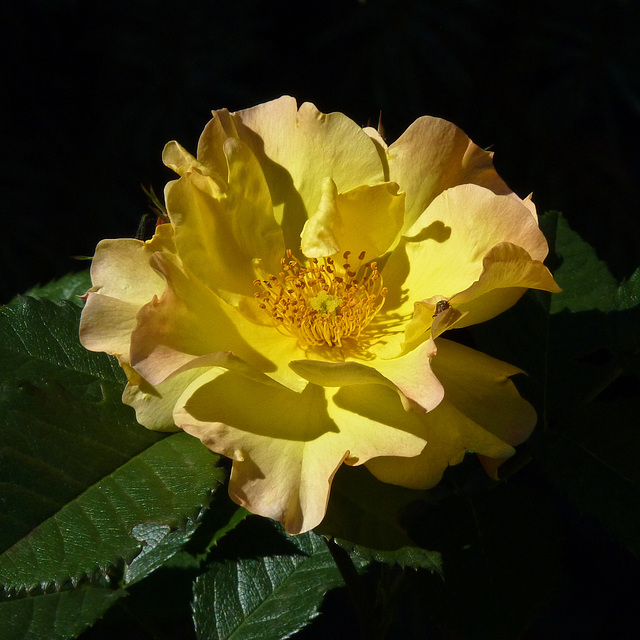 Yellow Rose of friendship