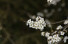 Blackthorn (Sloe) blossom