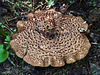 Shingled/Scaly Hedgehog fungus / Sarcodon imbricatus