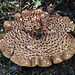 Shingled/Scaly Hedgehog fungus / Sarcodon imbricatus