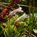 One-flowered Broomrape