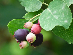 Multi-coloured Saskatoon berries