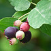 Multi-coloured Saskatoon berries