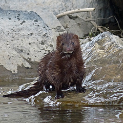 Eye contact with a Mink