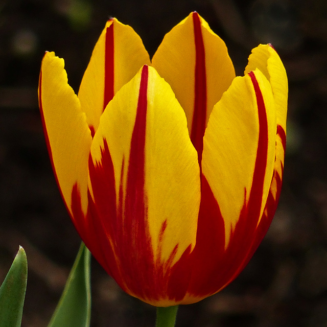 Two-coloured Tulip