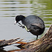 The foot of a Coot