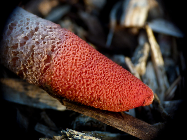 A close look at an Elegant Stinkhorn fungus