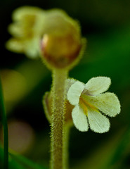 Parasitic One-flowered Broomrape / Orobanche uniflora