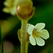 Parasitic One-flowered Broomrape / Orobanche uniflora