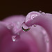 From the good old days of macro waterdrops