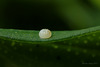 Moth Egg