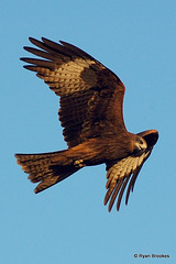 20070205-0197 Black kite