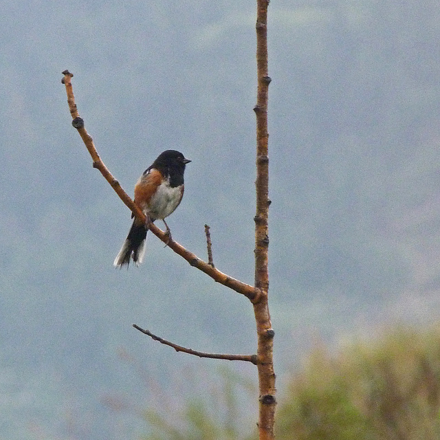 We spotted a Spotted Towhee