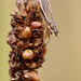 Nabis flavomarginatus (Broad Damsel Bug)