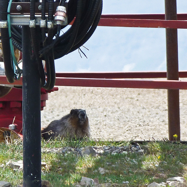 My first glimpse of a Hoary Marmot
