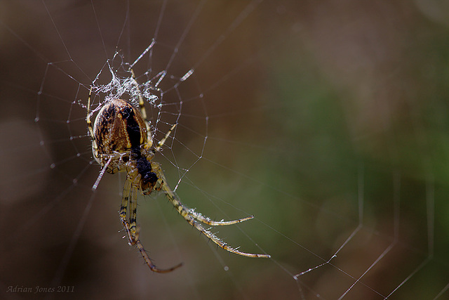 Backlit Spider.
