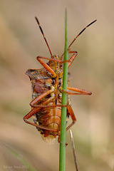 Forest Bug (Pentatoma rufipes)