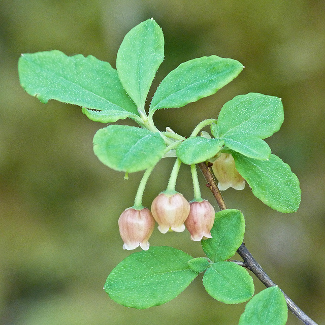 False Huckleberry / Menziesia ferruginea