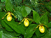 Yellow Lady's-slippers