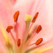 Lily stamens, anthers and pistil