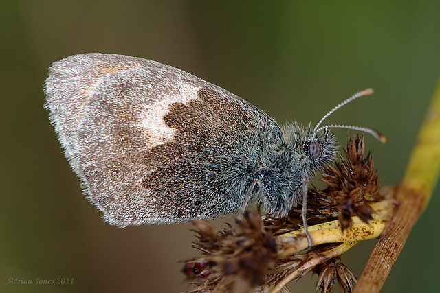 Small Heath Butterfly.