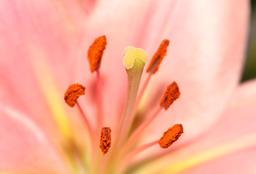 Lily stamens, anthers and pistil
