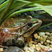 Endangered Northern Leopard Frog