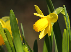 Narcissus Tête à Tête