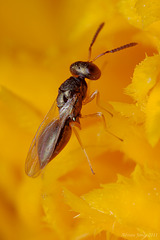 Wasp (Chalcidoidea)
