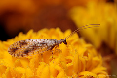 lacewing_001