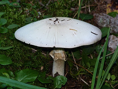 Fungus with veil