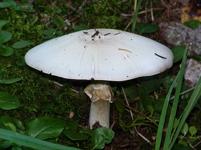 Fungus with veil