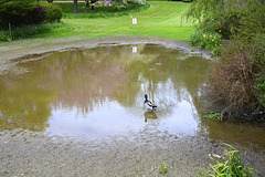 Isle of Man 2013 – Duck ponders about a pond