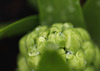Hyacinth bud with raindrops