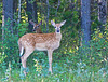 White-tailed fawn and doe