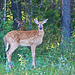 White-tailed fawn and doe